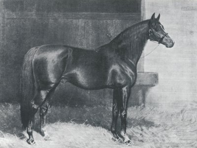 Cyllene, cavallo da corsa purosangue britannico da Alfred Charles Havell